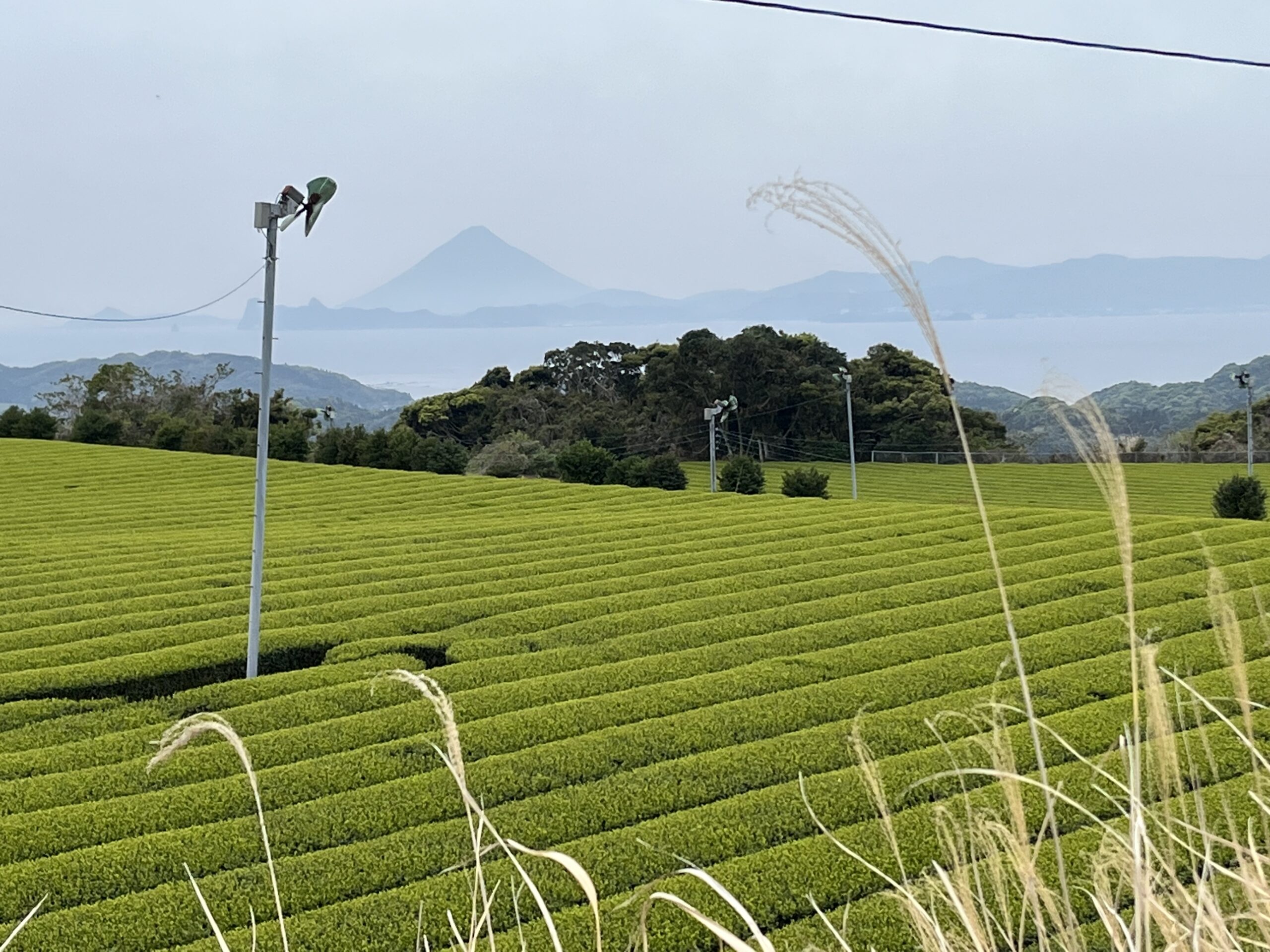 Origen de Fénix Tea House — la búsqueda del matcha perfecto en Kagoshima
